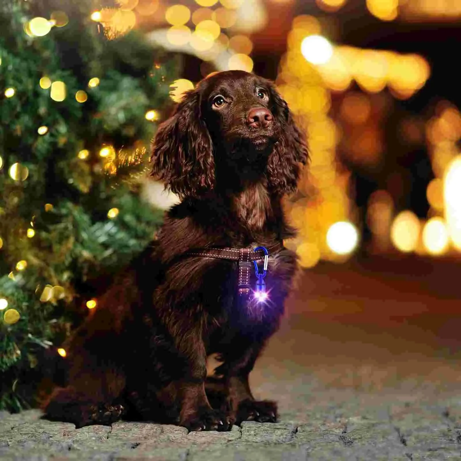 POPETPOP 4Pcs Portable Aluminum Pet Dog Cat Puppy LED Flashing Blinker Light Safety Collar Tag (Red Blue Purple Pink)