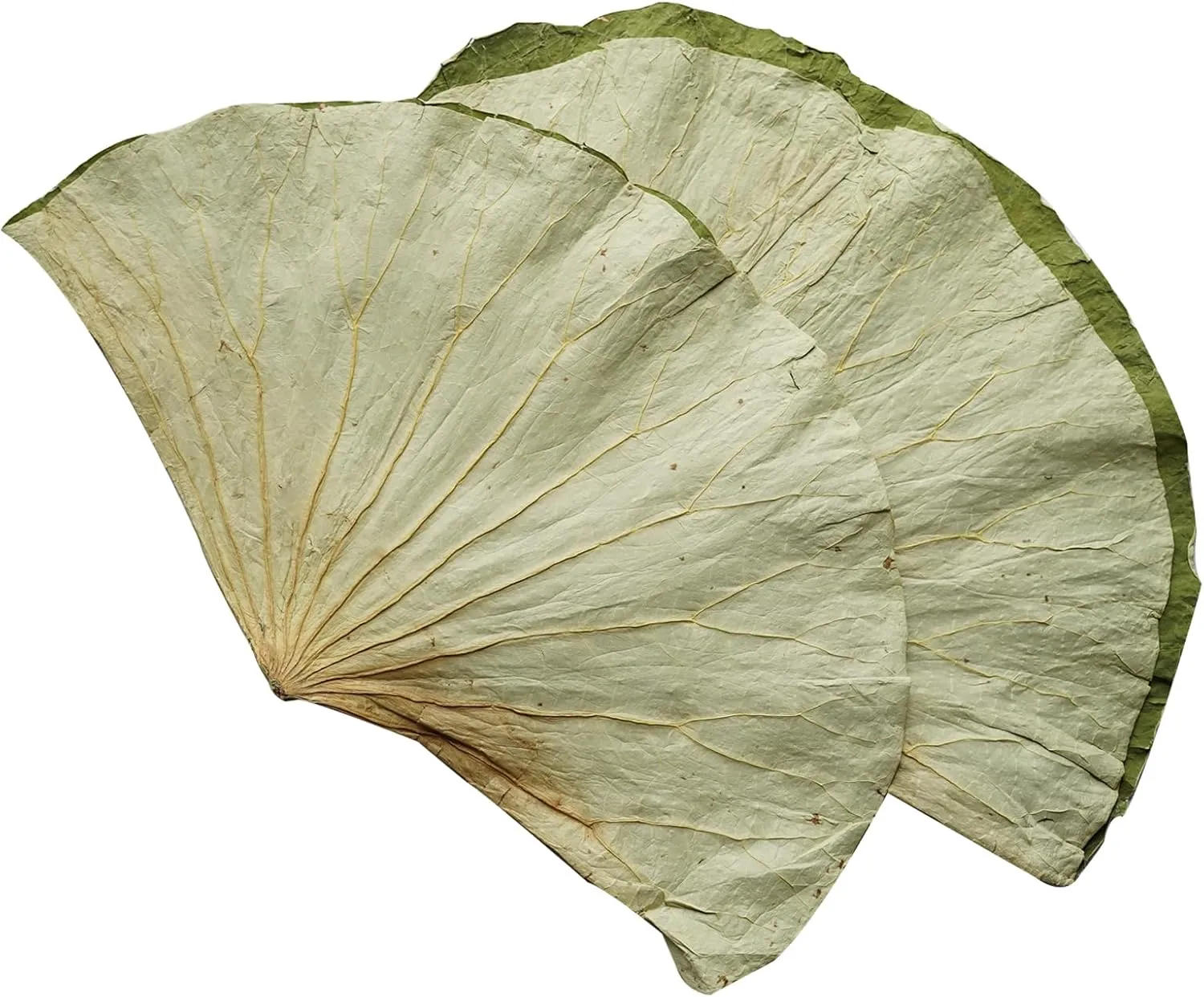 Rainlily Wen Dried Lotus Leaves Sushi Plate Decoration Whole Sheet 30 Pcs Food Wrapping Party Decoration Cooking Radius For 11'' Food Wrapping Party making Lo Mai Gai