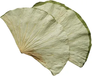 Rainlily Wen Dried Lotus Leaves Sushi Plate Decoration Whole Sheet 30 Pcs Food Wrapping Party Decoration Cooking Radius For 11'' Food Wrapping Party making Lo Mai Gai
